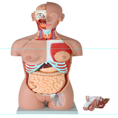 男、女兩性人體背部開放式半身軀干模型（87cm/29件）